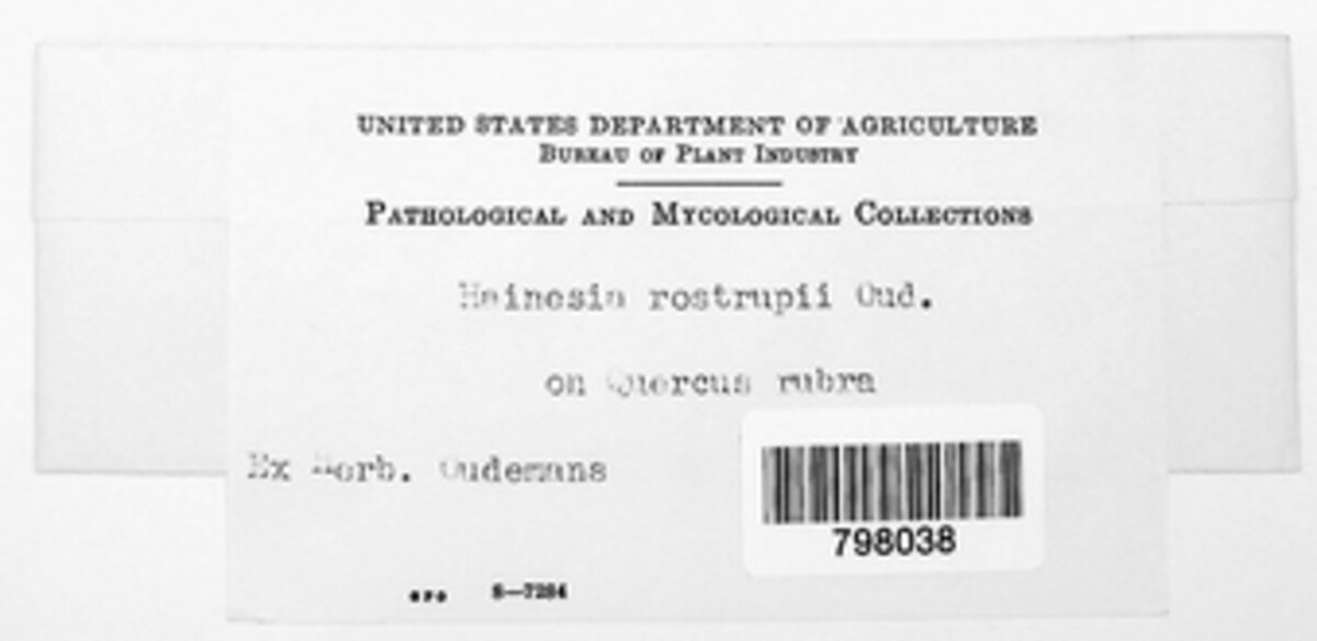 Hainesia rostrupii image